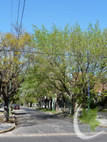 Calle Acevedo arbolada en Banfield